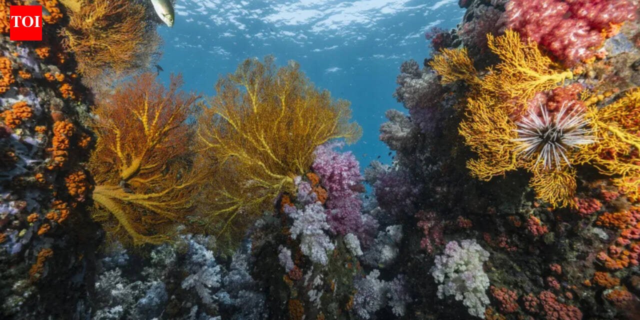 Scientists discover 64,000 square miles of heat-resistant coral reefs in 71 countries that could help protect world oceans for decades