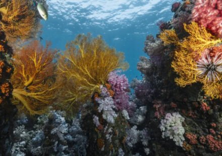 Scientists discover 64,000 square miles of heat-resistant coral reefs in 71 countries that could help protect world oceans for decades