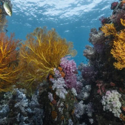 Scientists discover 64,000 square miles of heat-resistant coral reefs in 71 countries that could help protect world oceans for decades