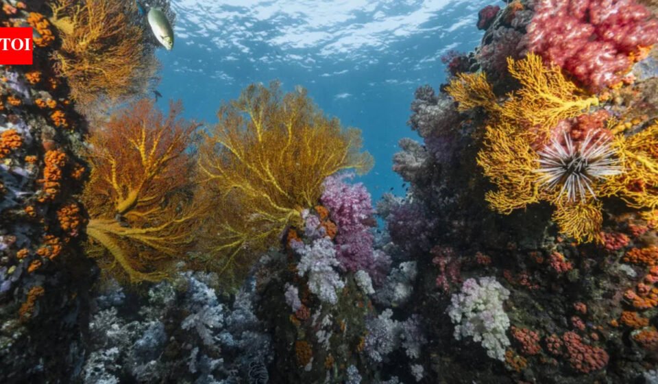 Scientists discover 64,000 square miles of heat-resistant coral reefs in 71 countries that could help protect world oceans for decades