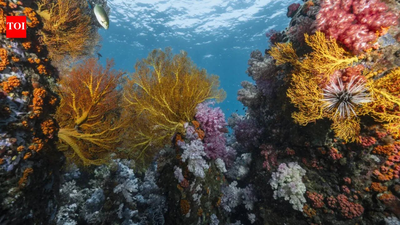 Scientists discover 64,000 square miles of heat-resistant coral reefs in 71 countries that could help protect world oceans for decades