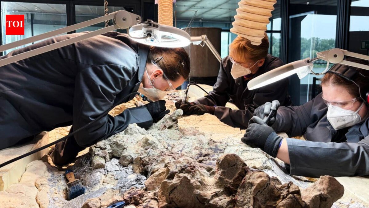 Scientists discover a 2,865-pound predator before dinosaurs ruled the Earth; now 2,000 ordinary people are helping reveal its skeleton