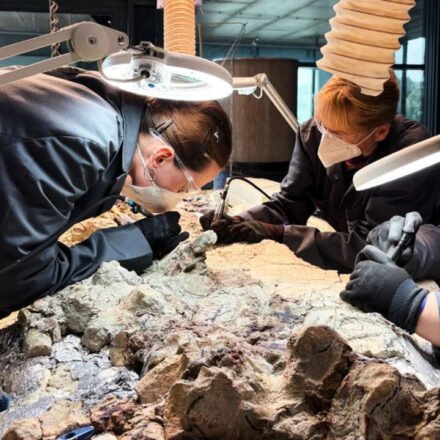 Scientists discover a 2,865-pound predator before dinosaurs ruled the Earth; now 2,000 ordinary people are helping reveal its skeleton