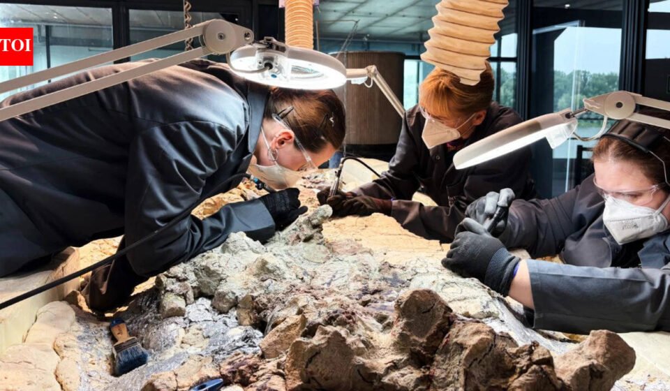 Scientists discover a 2,865-pound predator before dinosaurs ruled the Earth; now 2,000 ordinary people are helping reveal its skeleton