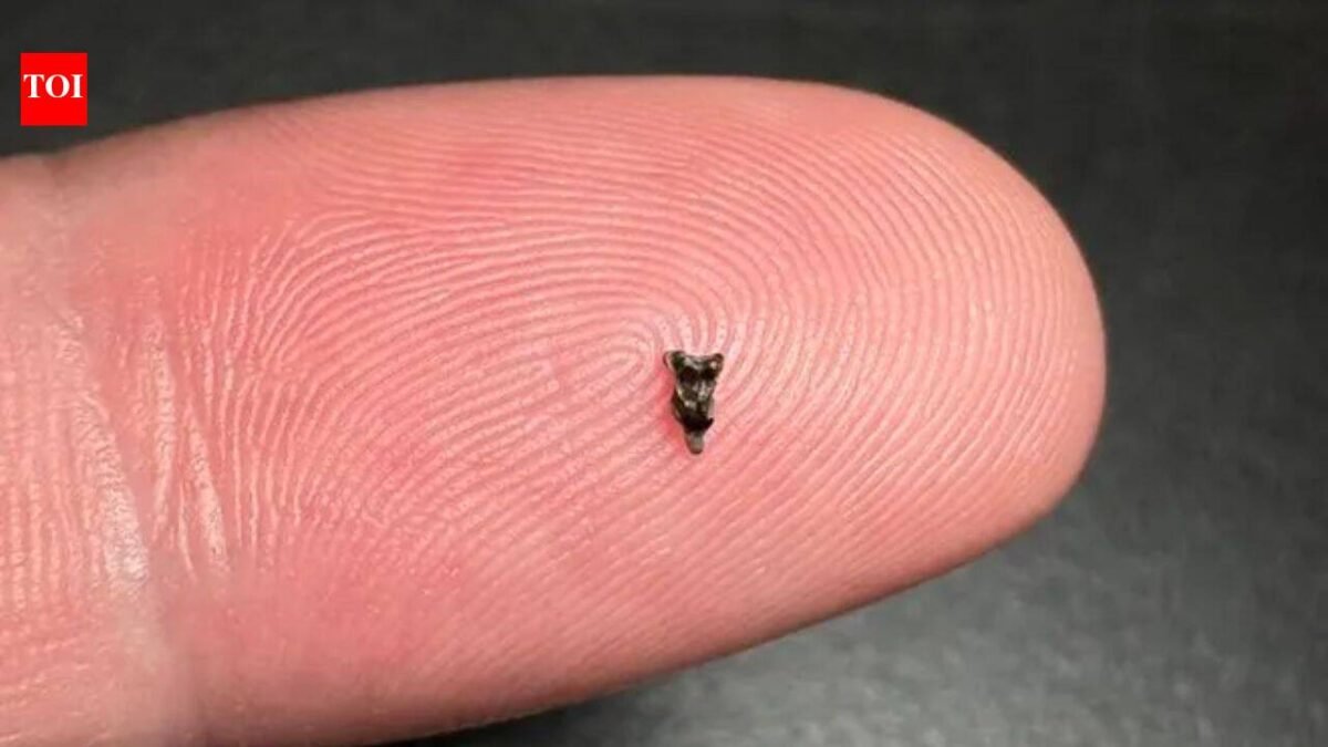 Scientists discover ancient teeth smaller than fingertips; they're rewriting early primate history