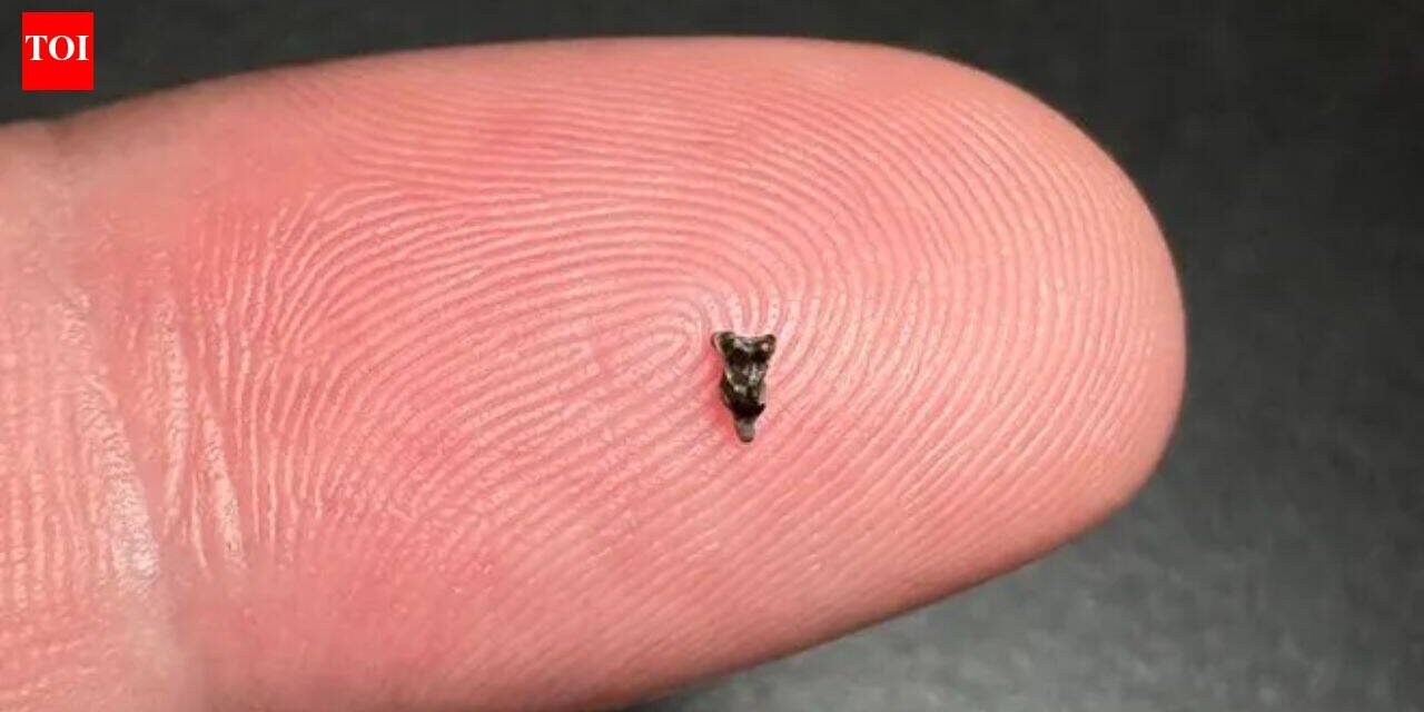 Scientists discover ancient teeth smaller than fingertips; they're rewriting early primate history