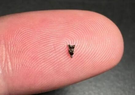 Scientists discover ancient teeth smaller than fingertips; they're rewriting early primate history