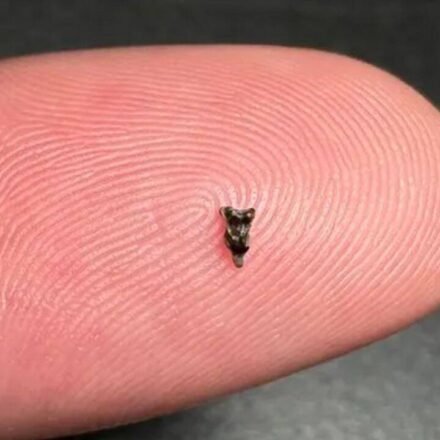 Scientists discover ancient teeth smaller than fingertips; they're rewriting early primate history