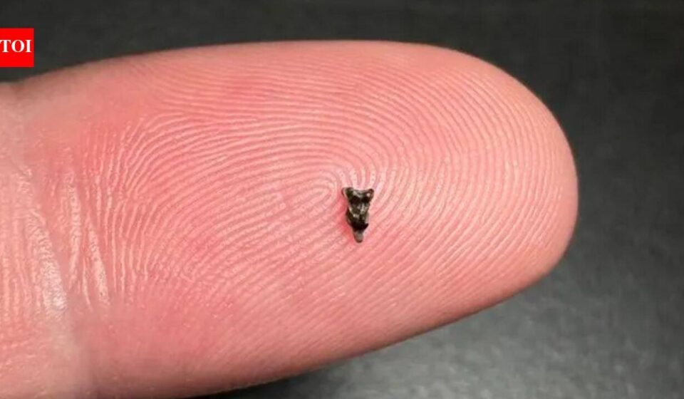 Scientists discover ancient teeth smaller than fingertips; they're rewriting early primate history