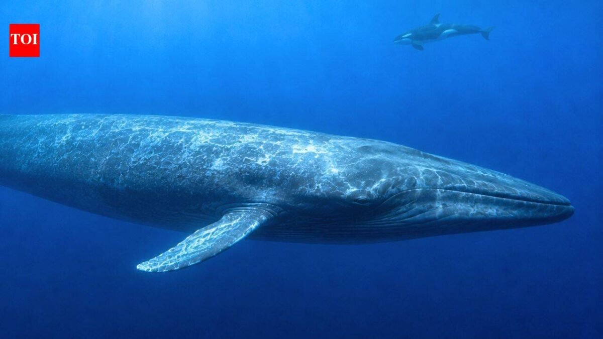 Scientists finally explain why killer whales have trouble hearing blue whales, and the answer may have helped these giants survive for millions of years |