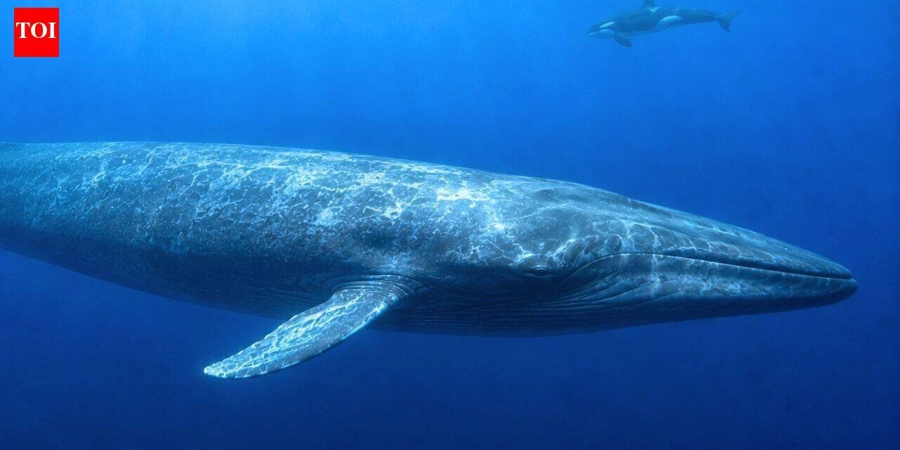 Scientists finally explain why killer whales have trouble hearing blue whales, and the answer may have helped these giants survive for millions of years |