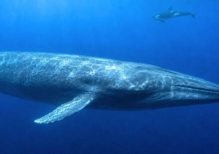 Scientists finally explain why killer whales have trouble hearing blue whales, and the answer may have helped these giants survive for millions of years |