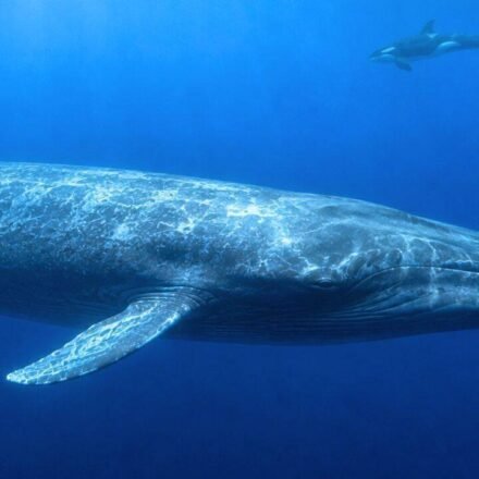 Scientists finally explain why killer whales have trouble hearing blue whales, and the answer may have helped these giants survive for millions of years |