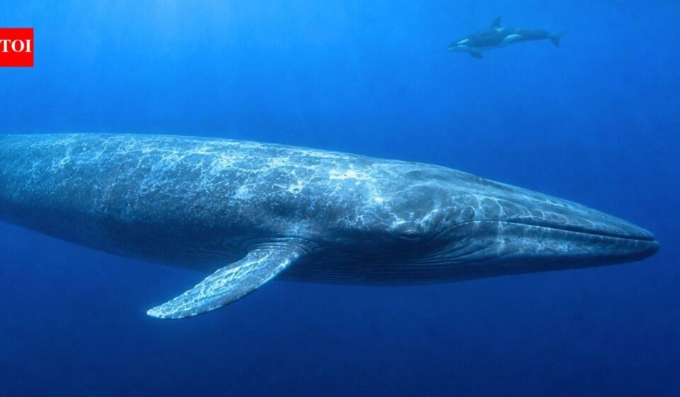 Scientists finally explain why killer whales have trouble hearing blue whales, and the answer may have helped these giants survive for millions of years |