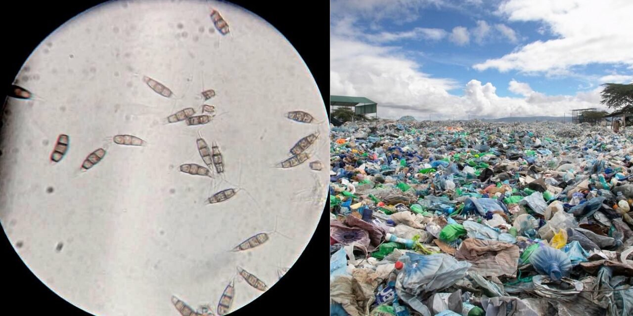 Scientists have discovered a plastic-eating fungus in the Amazon rainforest that can survive without oxygen and could one day help solve the global landfill waste problem