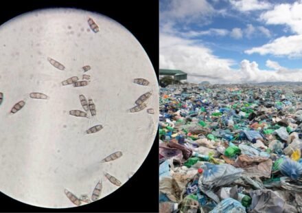 Scientists have discovered a plastic-eating fungus in the Amazon rainforest that can survive without oxygen and could one day help solve the global landfill waste problem