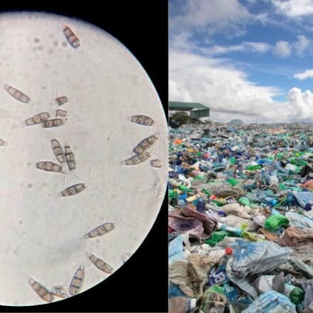 Scientists have discovered a plastic-eating fungus in the Amazon rainforest that can survive without oxygen and could one day help solve the global landfill waste problem