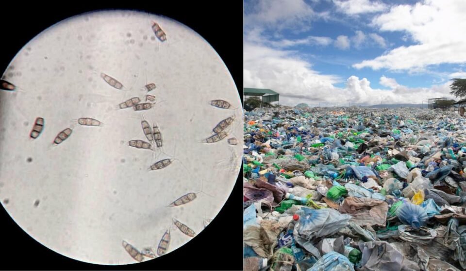 Scientists have discovered a plastic-eating fungus in the Amazon rainforest that can survive without oxygen and could one day help solve the global landfill waste problem