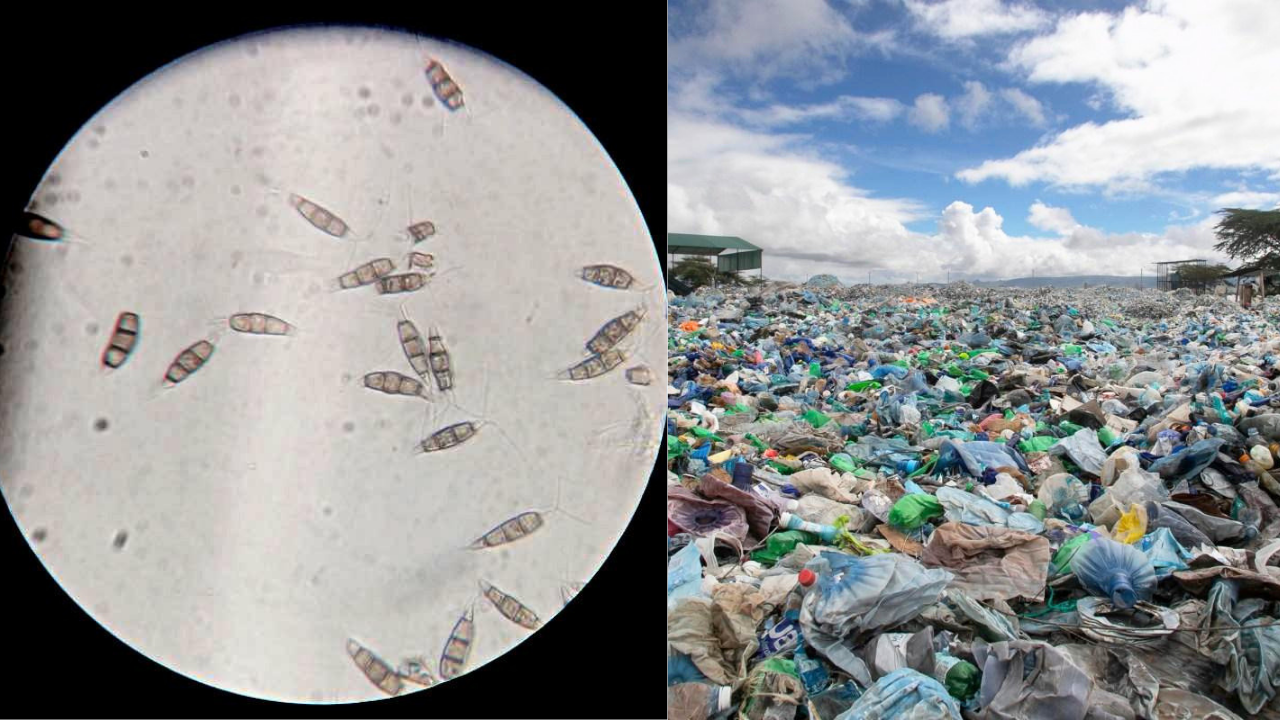 Scientists have discovered a plastic-eating fungus in the Amazon rainforest that can survive without oxygen and could one day help solve the global landfill waste problem