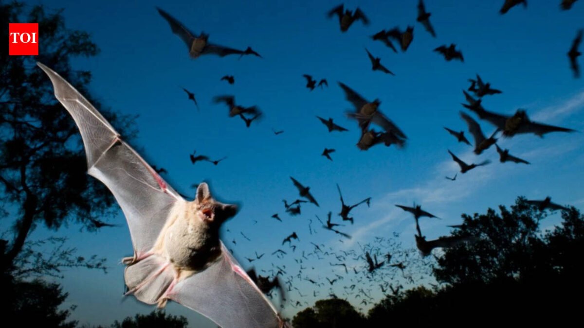Scientists have found that Japanese horseshoe bats living in crowded colonies get around noisy sonar problems by gradually changing their echolocation calls to match each other's frequencies