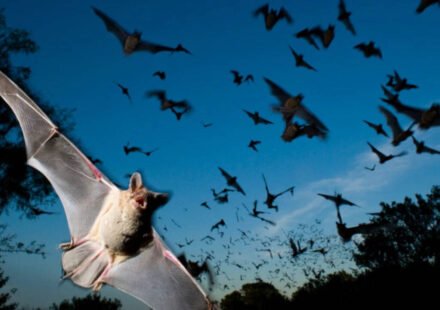 Scientists have found that Japanese horseshoe bats living in crowded colonies get around noisy sonar problems by gradually changing their echolocation calls to match each other's frequencies