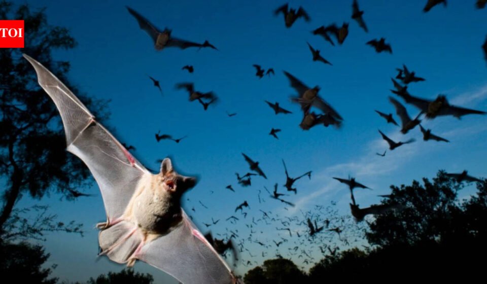Scientists have found that Japanese horseshoe bats living in crowded colonies get around noisy sonar problems by gradually changing their echolocation calls to match each other's frequencies