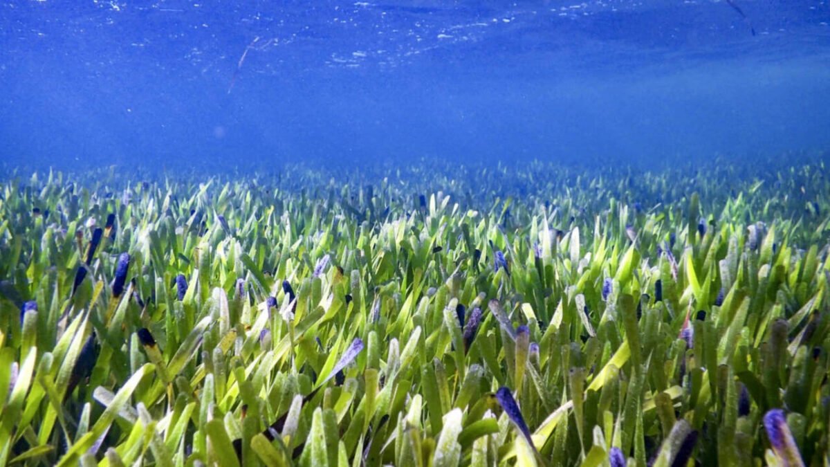 Scientists reveal underwater sea meadows could end global malnutrition as fish from these marine habitats provide more essential nutrients than coral reef fish