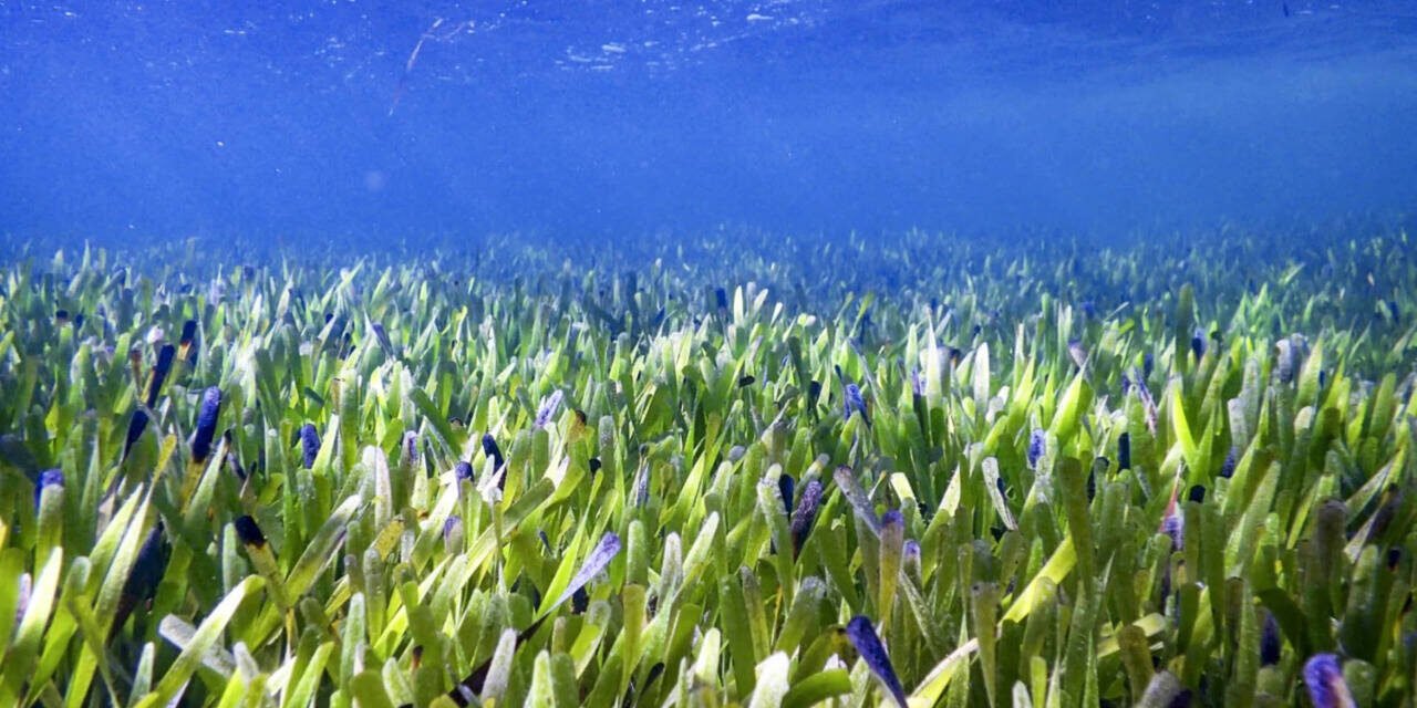 Scientists reveal underwater sea meadows could end global malnutrition as fish from these marine habitats provide more essential nutrients than coral reef fish