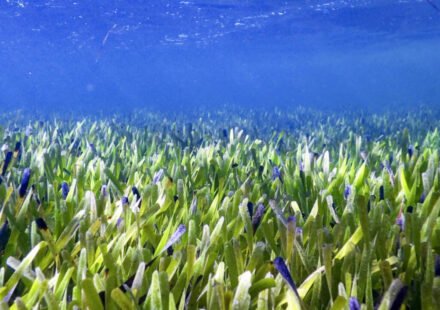 Scientists reveal underwater sea meadows could end global malnutrition as fish from these marine habitats provide more essential nutrients than coral reef fish