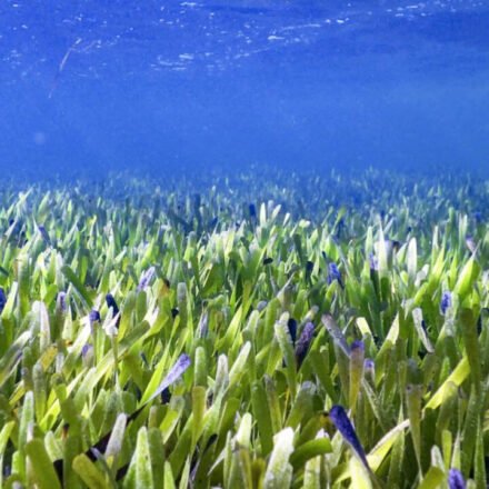 Scientists reveal underwater sea meadows could end global malnutrition as fish from these marine habitats provide more essential nutrients than coral reef fish