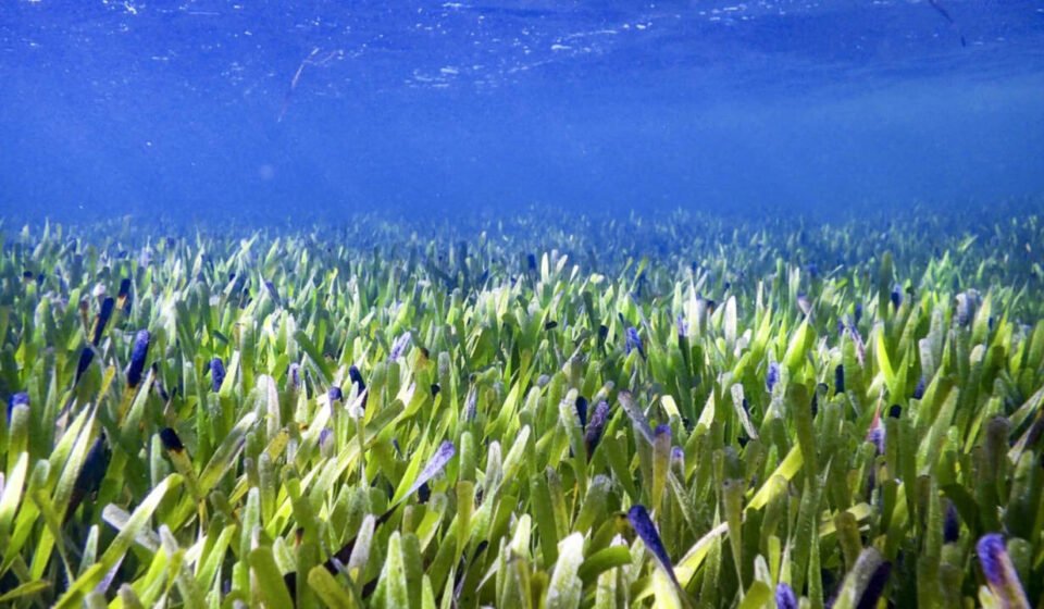 Scientists reveal underwater sea meadows could end global malnutrition as fish from these marine habitats provide more essential nutrients than coral reef fish