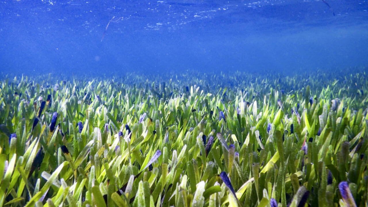 Scientists reveal underwater sea meadows could end global malnutrition as fish from these marine habitats provide more essential nutrients than coral reef fish