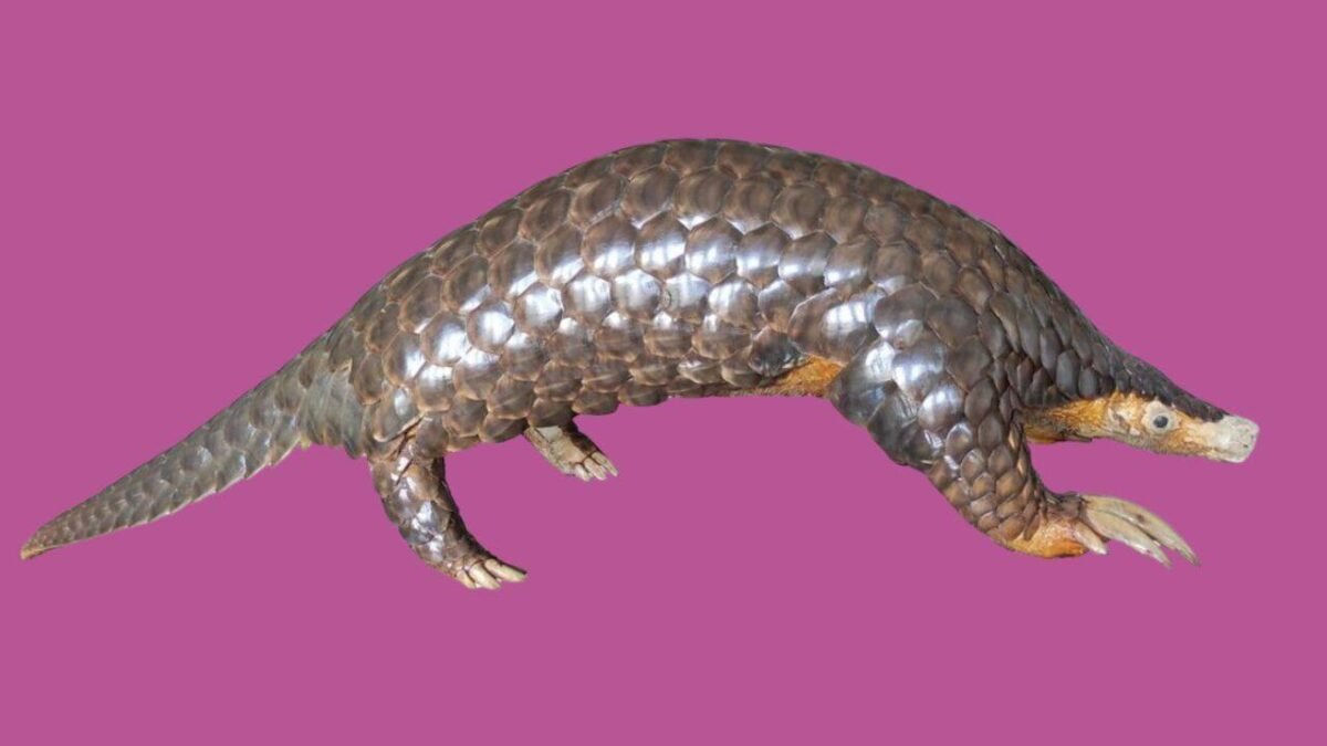 Scientists studied pangolin DNA from seven countries and rediscovered Himalayan species that had been ignored since 1836