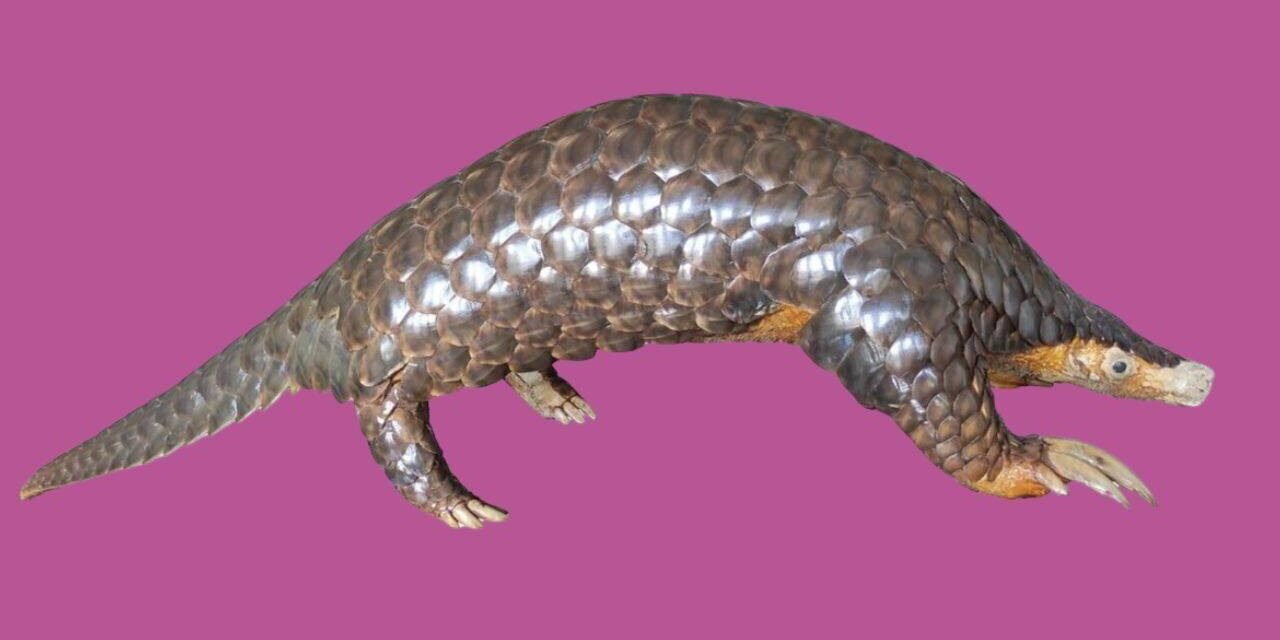 Scientists studied pangolin DNA from seven countries and rediscovered Himalayan species that had been ignored since 1836