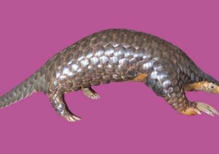 Scientists studied pangolin DNA from seven countries and rediscovered Himalayan species that had been ignored since 1836