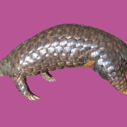 Scientists studied pangolin DNA from seven countries and rediscovered Himalayan species that had been ignored since 1836