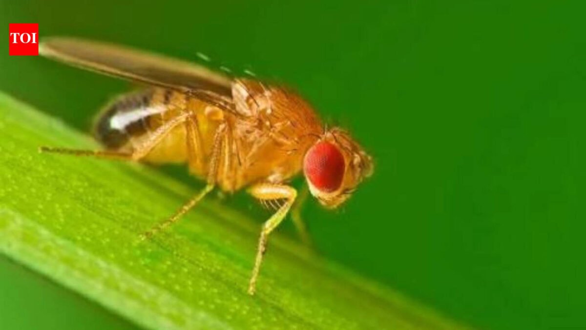 Scientists study how animals spend winter, finding fruit flies restructure body clocks into separate seasonal patterns