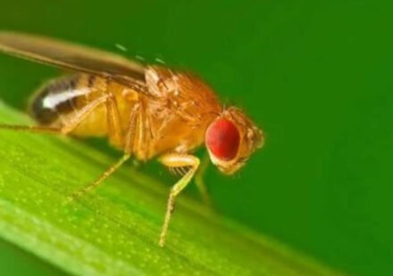Scientists study how animals spend winter, finding fruit flies restructure body clocks into separate seasonal patterns