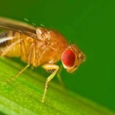 Scientists study how animals spend winter, finding fruit flies restructure body clocks into separate seasonal patterns