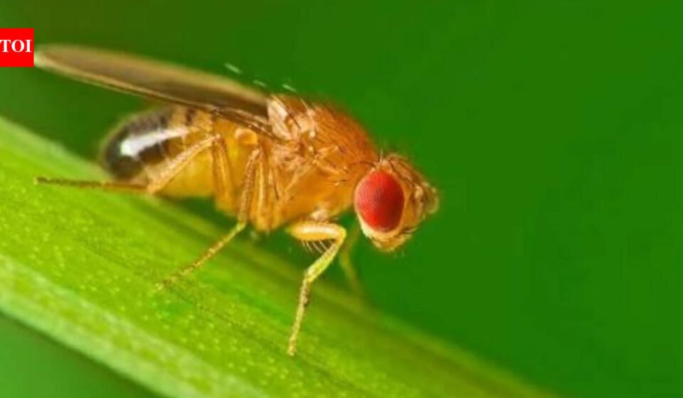 Scientists study how animals spend winter, finding fruit flies restructure body clocks into separate seasonal patterns