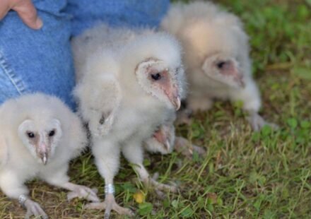 Six fluffy barn owls have been found nesting on a farm near Peterborough, bringing good news after the farm faced six suspected arson attacks this summer