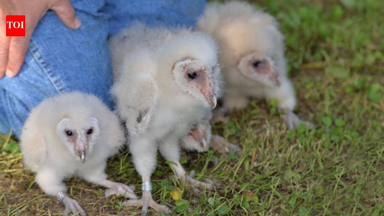 Six fluffy barn owls have been found nesting on a farm near Peterborough, bringing good news after the farm faced six suspected arson attacks this summer