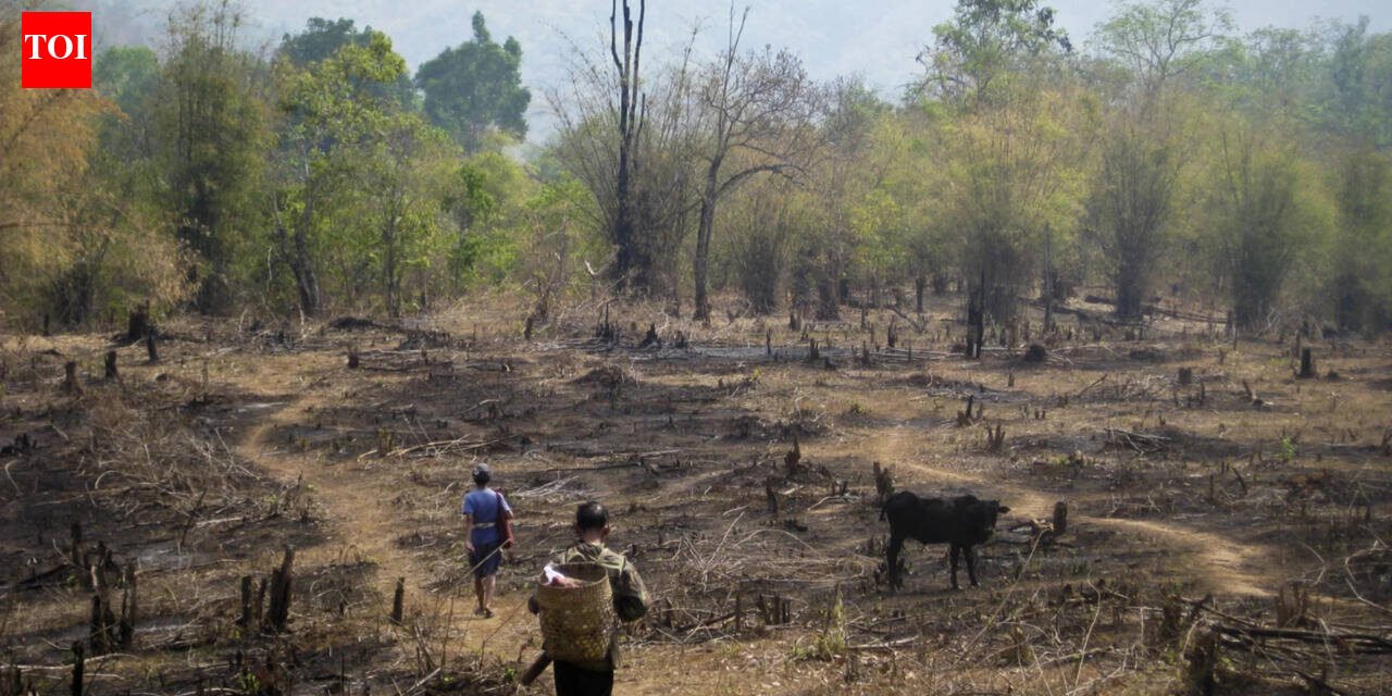 Slash-and-burn agriculture is blamed for destroying rainforests, but a study of 18,000 forest patches found community rules can limit clearing and allow trees to return