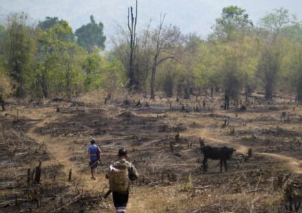 Slash-and-burn agriculture is blamed for destroying rainforests, but a study of 18,000 forest patches found community rules can limit clearing and allow trees to return