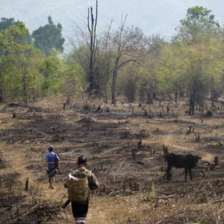 Slash-and-burn agriculture is blamed for destroying rainforests, but a study of 18,000 forest patches found community rules can limit clearing and allow trees to return