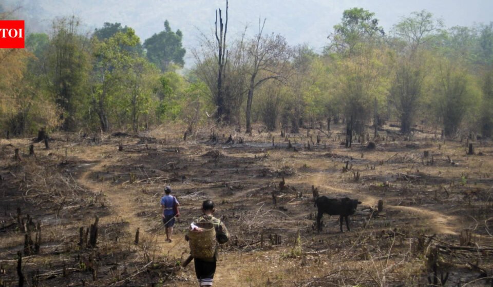 Slash-and-burn agriculture is blamed for destroying rainforests, but a study of 18,000 forest patches found community rules can limit clearing and allow trees to return