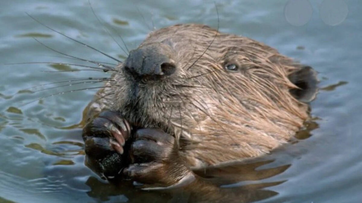 Streets in London's West End flood every year due to heavy rain: local council planned to spend millions to fix the problem, but Beavers solved it for free