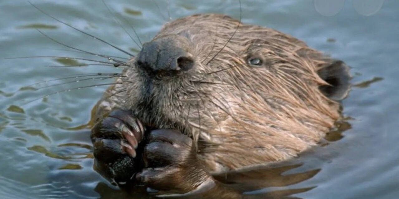 Streets in London's West End flood every year due to heavy rain: local council planned to spend millions to fix the problem, but Beavers solved it for free