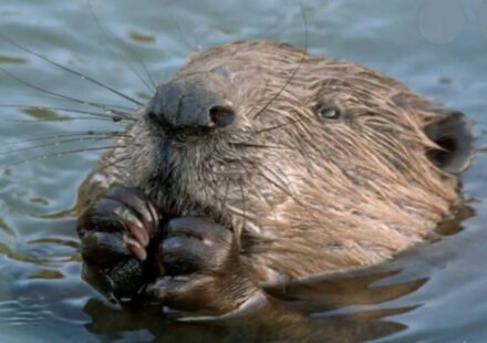 Streets in London's West End flood every year due to heavy rain: local council planned to spend millions to fix the problem, but Beavers solved it for free