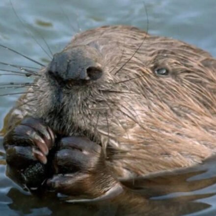 Streets in London's West End flood every year due to heavy rain: local council planned to spend millions to fix the problem, but Beavers solved it for free